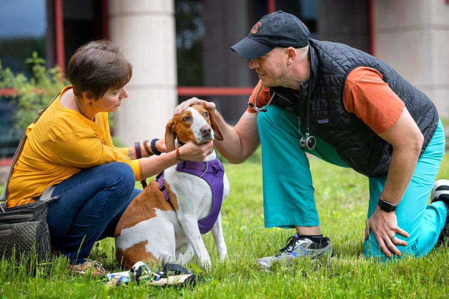 Missing dog rescued 400 miles from home