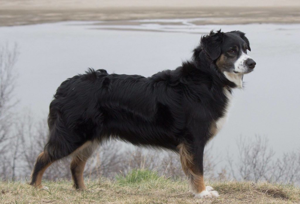 Purebred dogs have hidden genes