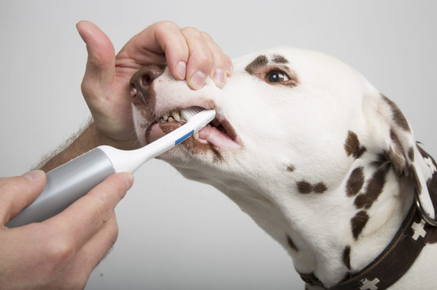 Dental care tools for dogs