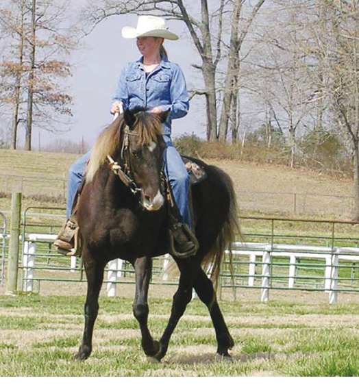 gaited horses