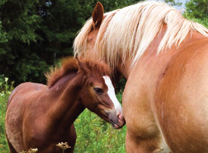 foal feeding