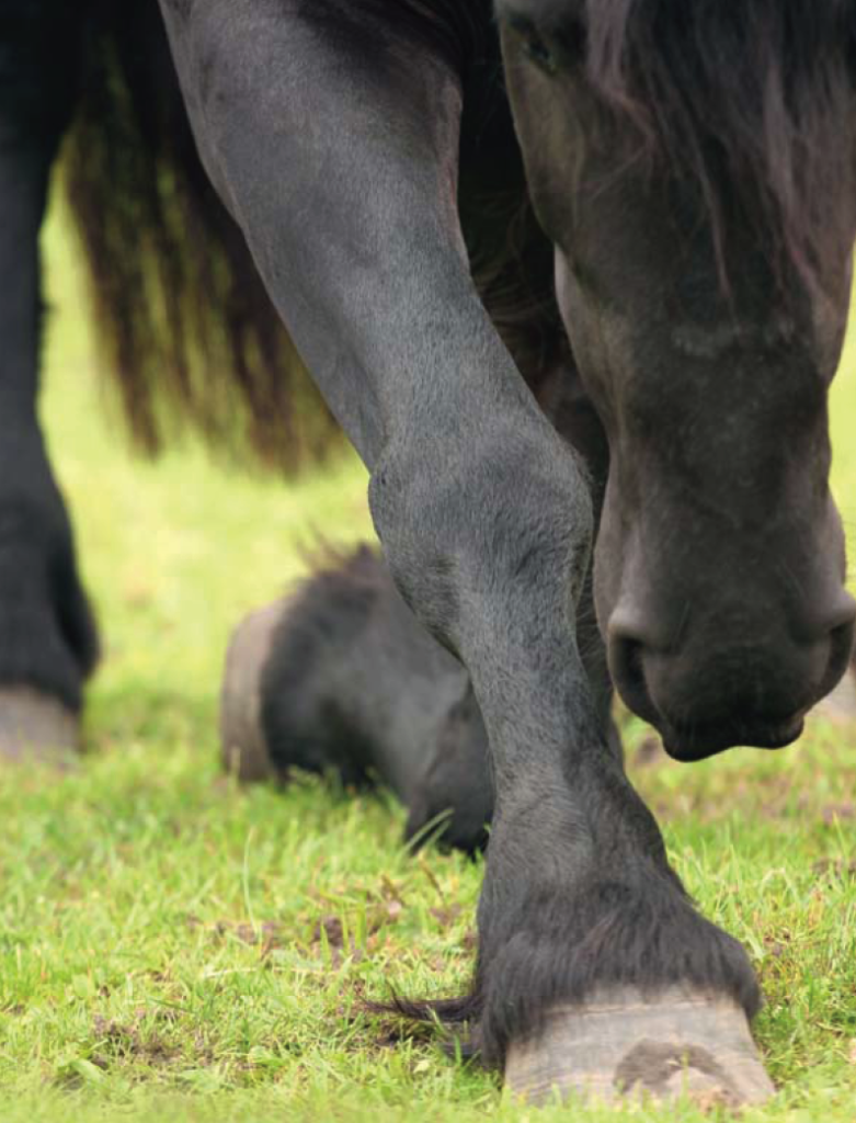 horse injuries