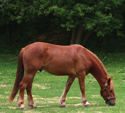 pasture-associated laminitis