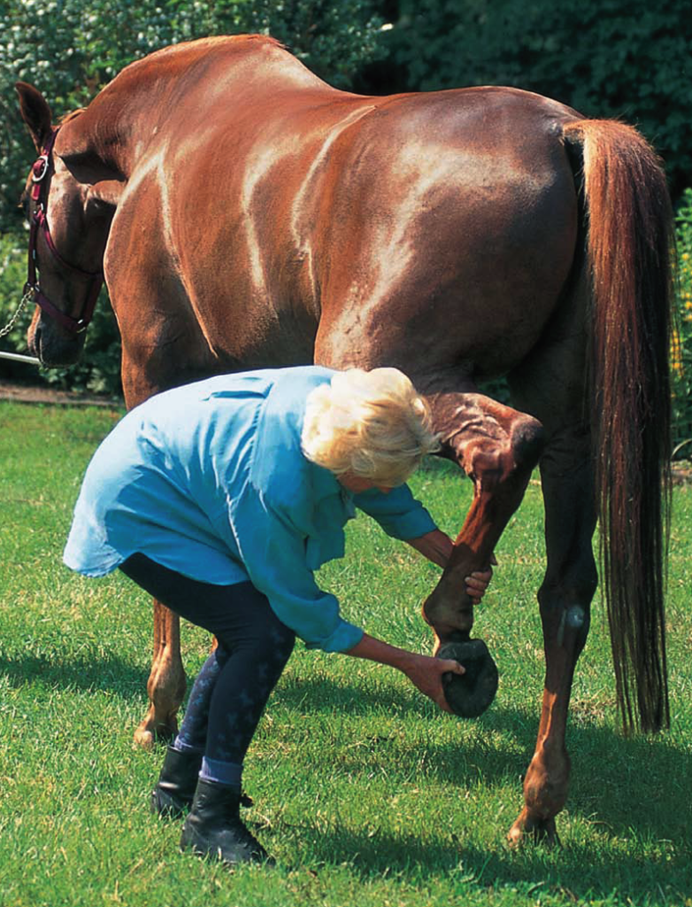 hoof trimming