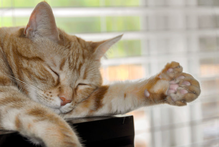 Polydactyl cats