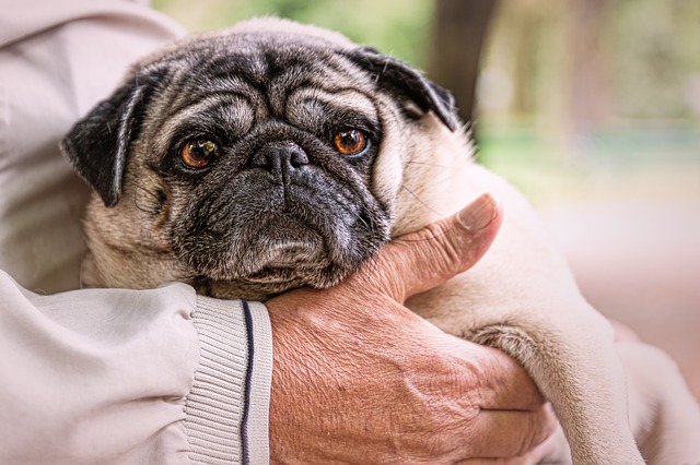 canine system saver