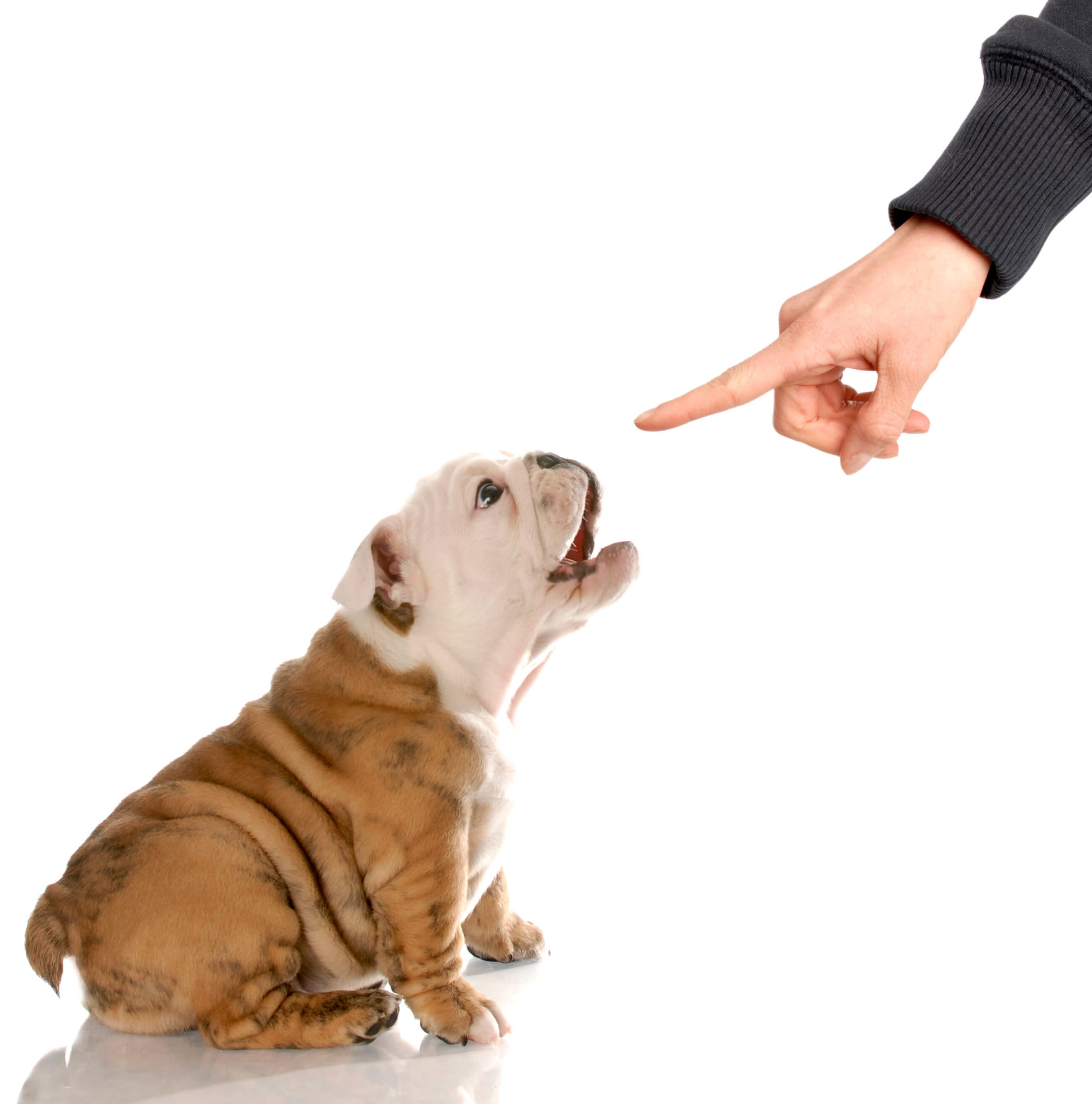 puppy training