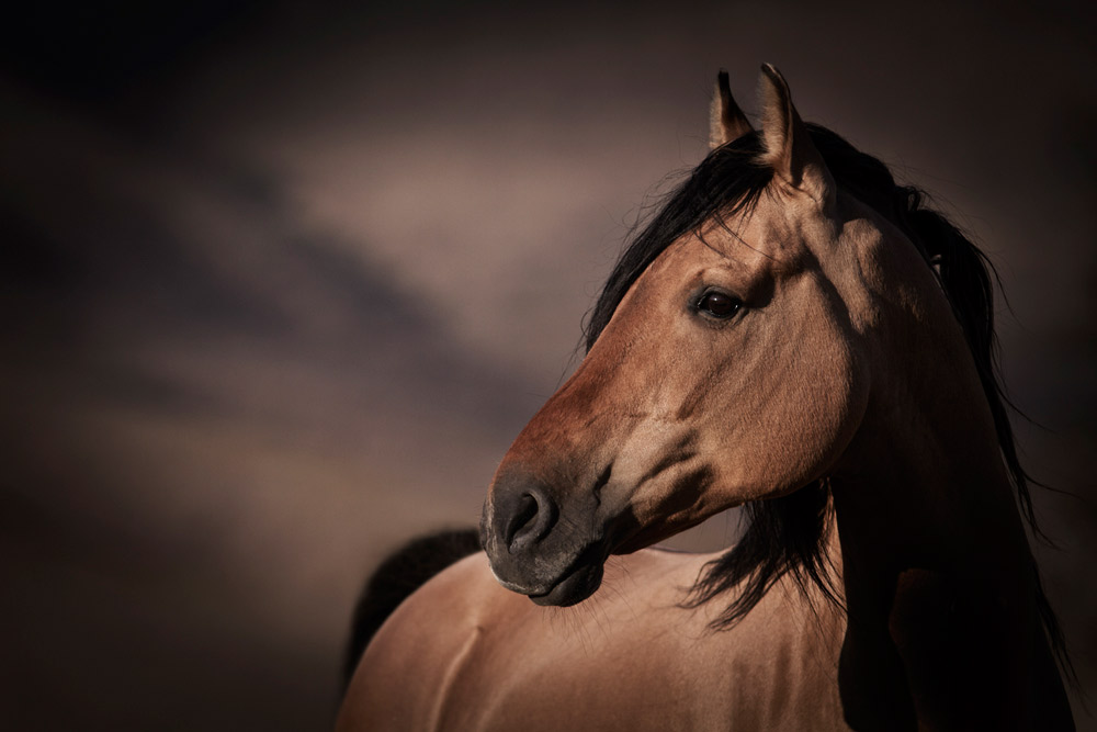 wild horses