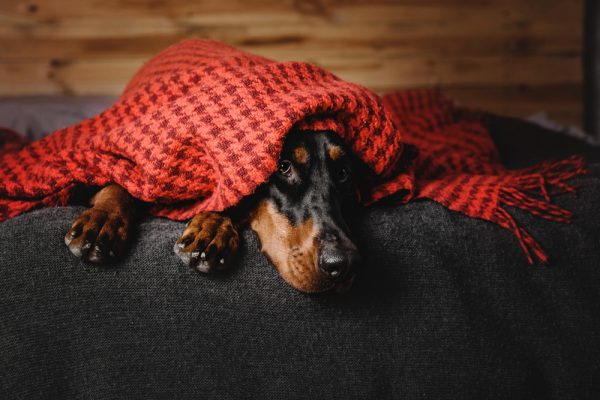 behavior modification for dogs who are scared of thunderstorms