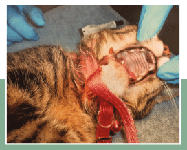 Cat sedated and ready for excision of collar/elastic band.
