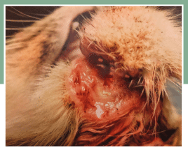 Lateral view of exposed mandibular bone and extensive swelling of chin.