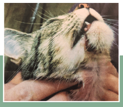 Day 4: ventral view of healthy granulation tissue; no sign of infection