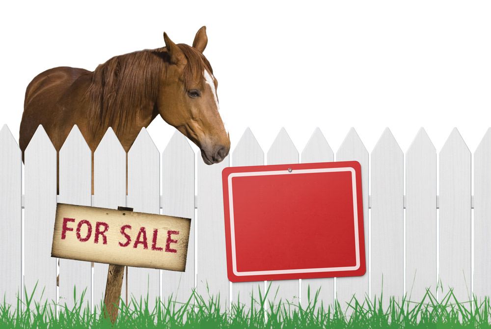 selling your horse