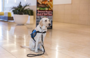 Service, therapy and emotional support dogs