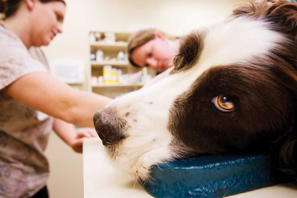 Understanding dog diabetes