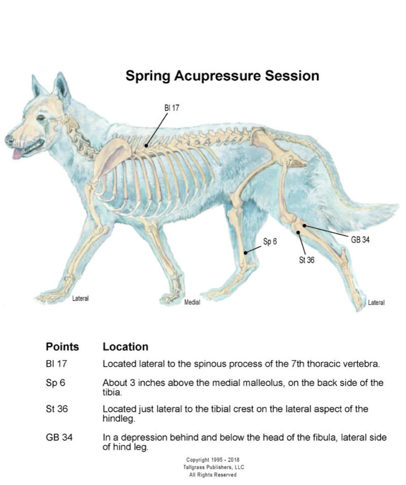 Canine acupressure for spring conditioning