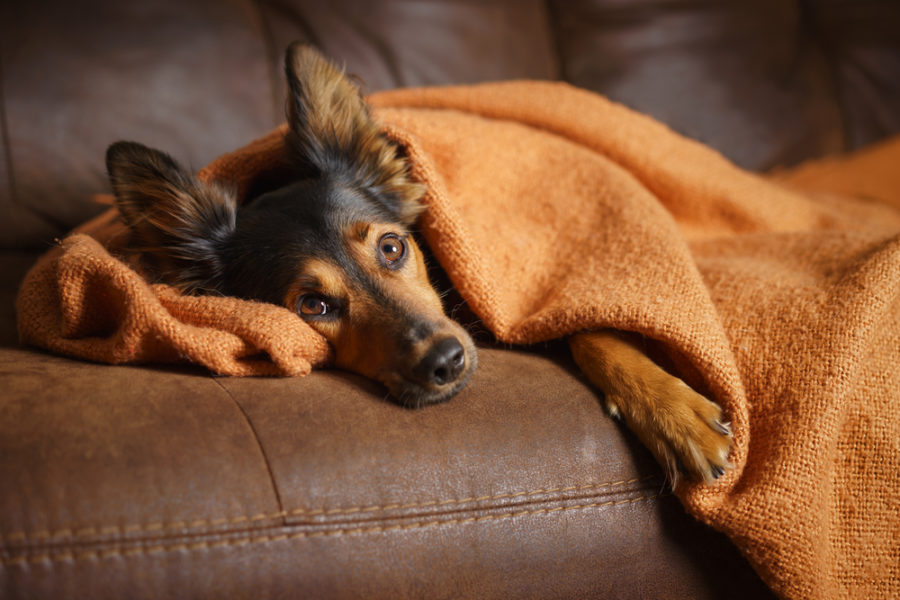 managing your dog's liver shunts