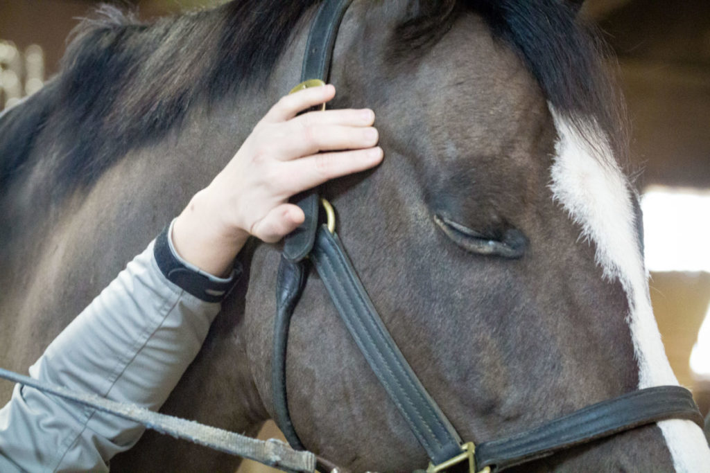 Equine massage for TMJ problems