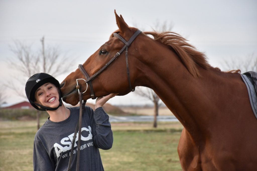 ASPCA National Adoption Weekend aims to find homes for horses in need