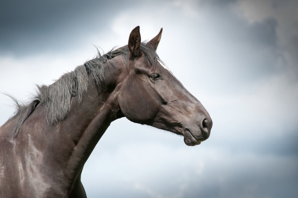 Chiropractic care for neurologic issues in horses