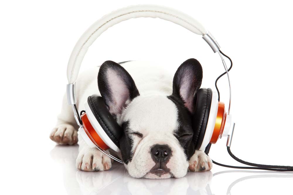 Dog listening to music