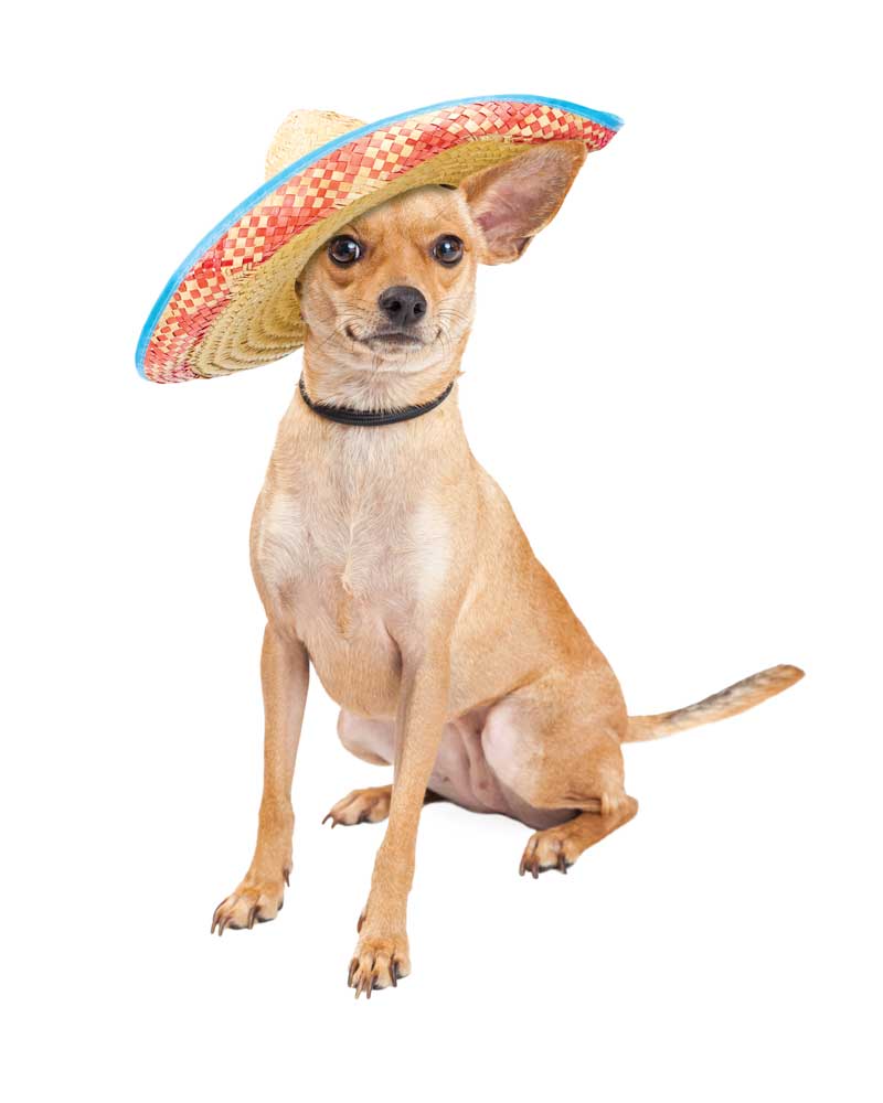 chihuahua