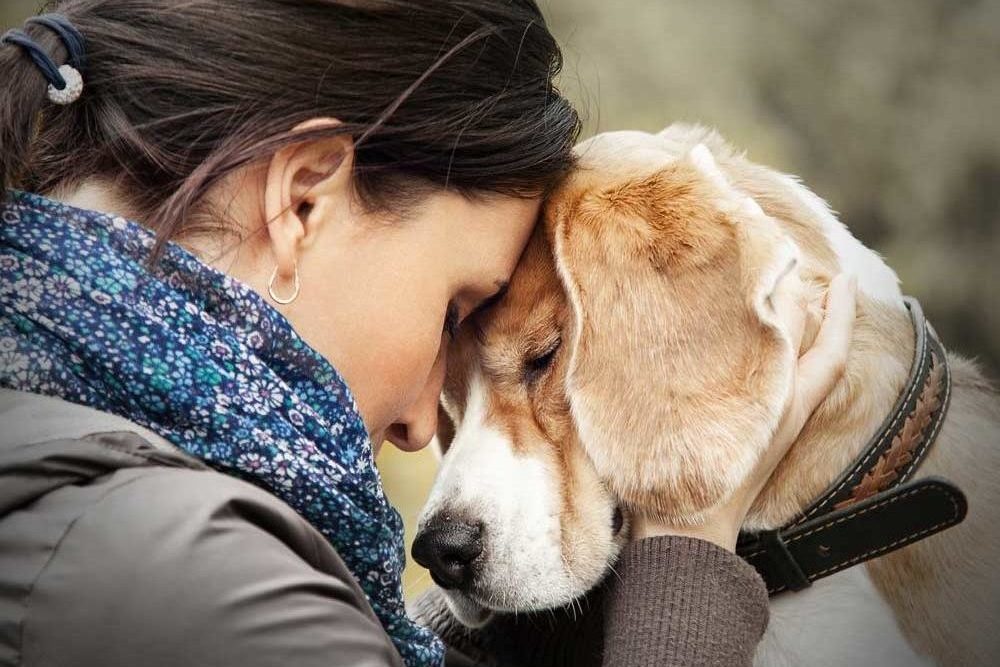 Therapy dogs in funeral homes