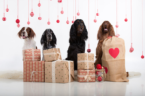 Pet-friendly holiday decorating