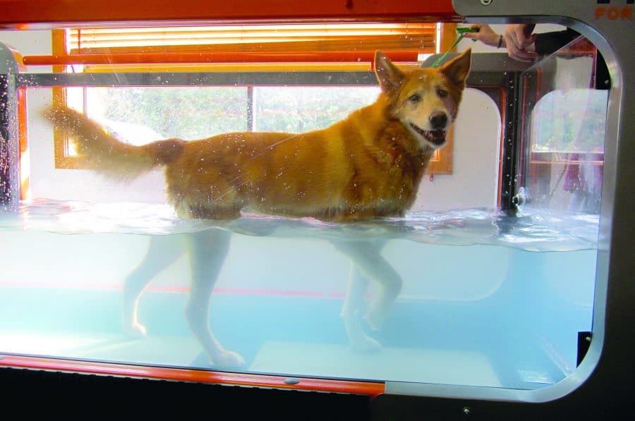 Integrating underwater treadmills into the veterinary practice