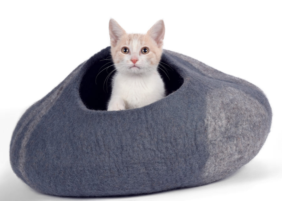 What's new in cat beds