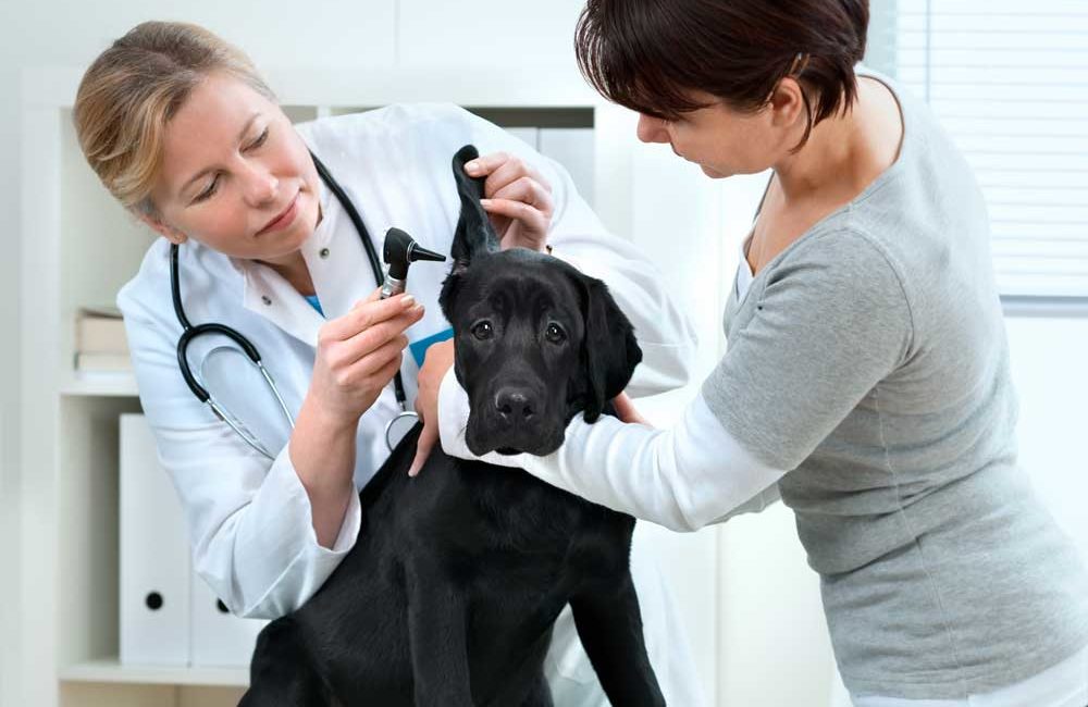 How to work closely with your dogs vet