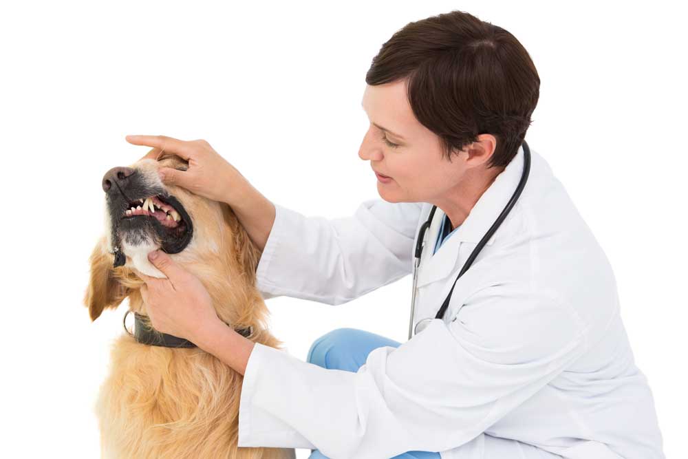 vet checking for Periodontal disease