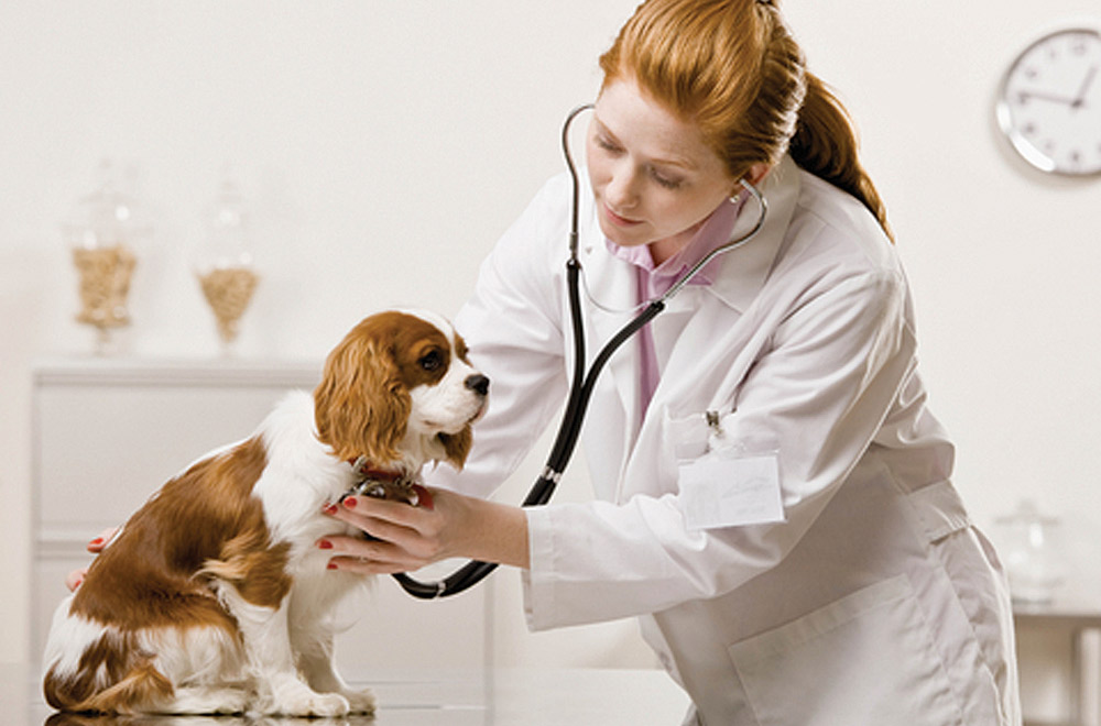 heart disease in dogs