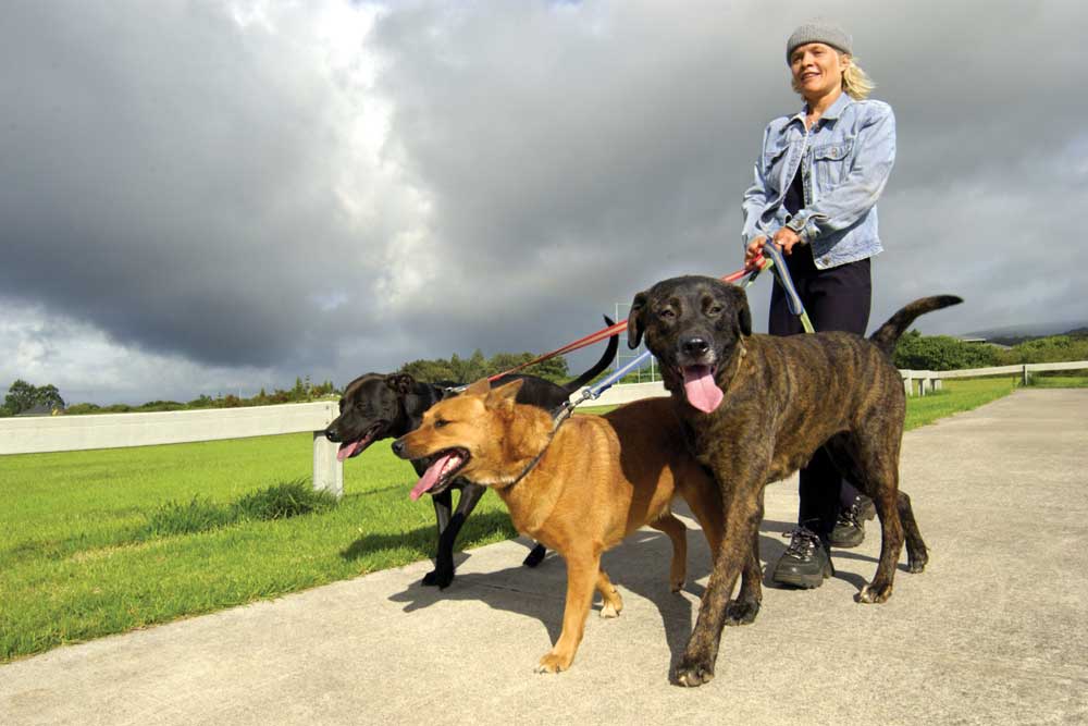 maximize your dog's walk