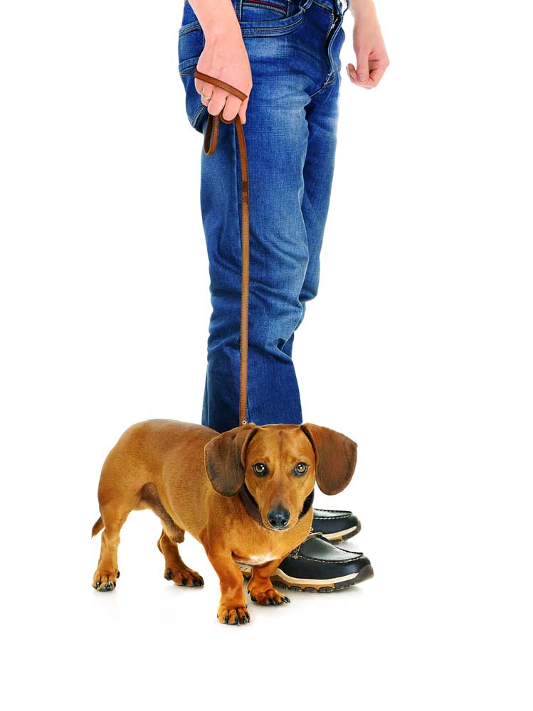 leash training