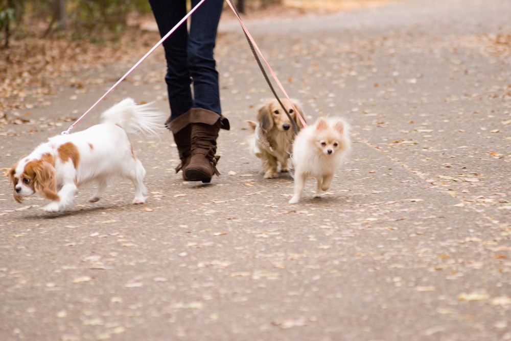 dog walker