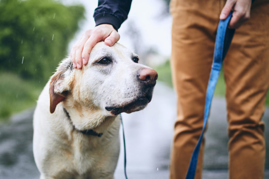 Tips for walking your dog in the rain