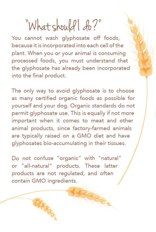 problem with wheat in canine diets