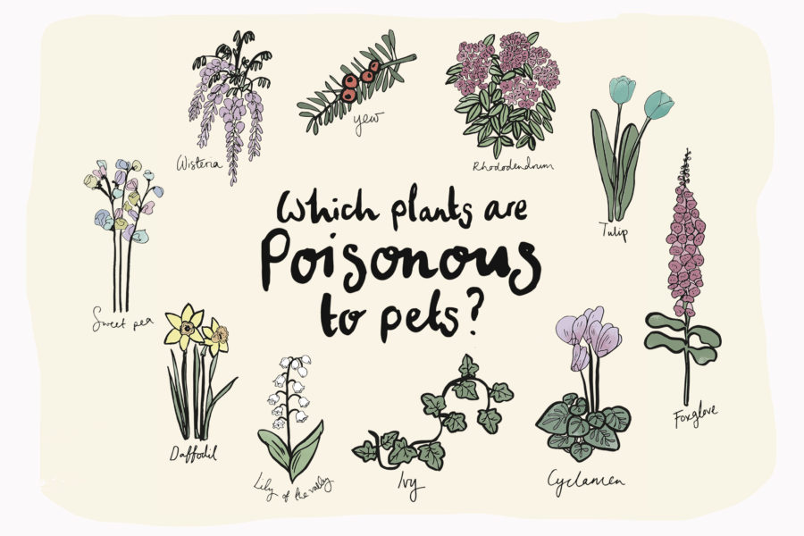 Which plants are poisonous to pets?