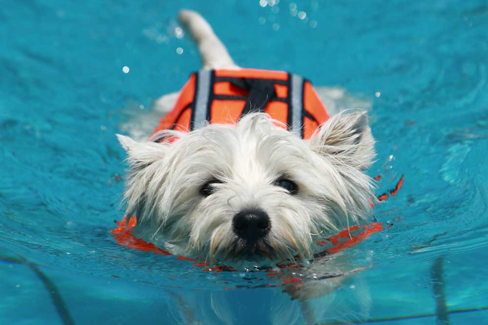 Hydrotherapy for dog rehabilitation