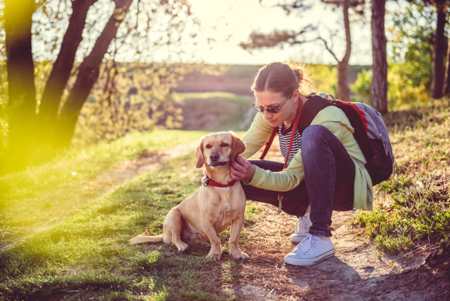 Protecting your dog from Lyme Disease