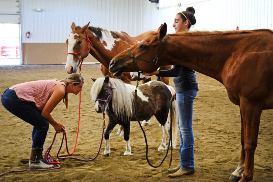 Maintaining horse well-being in an Equine-Assisted Learning setting