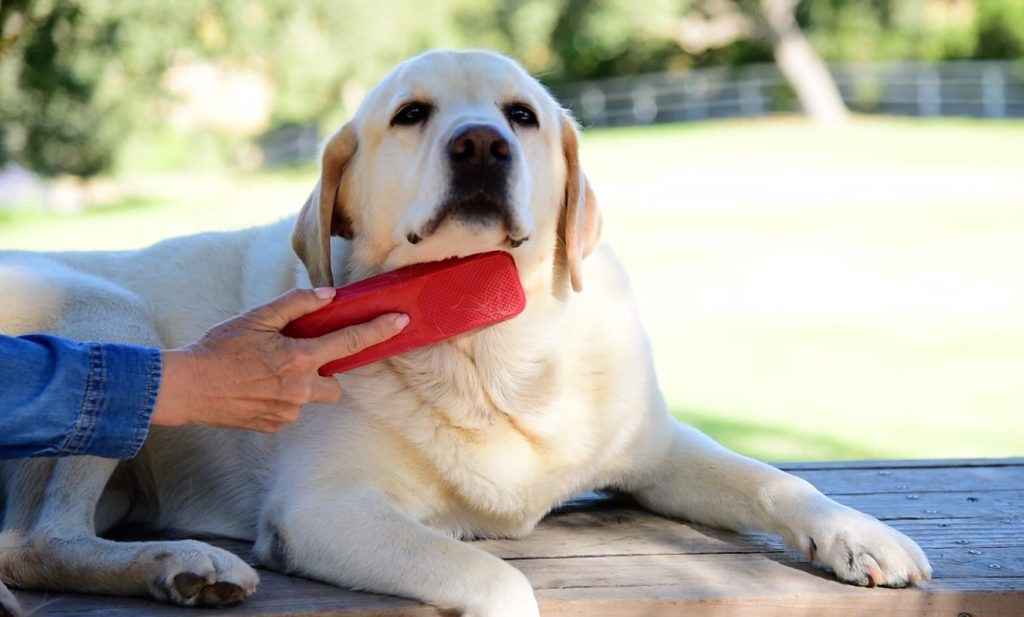 How grooming improves the mental health of pets