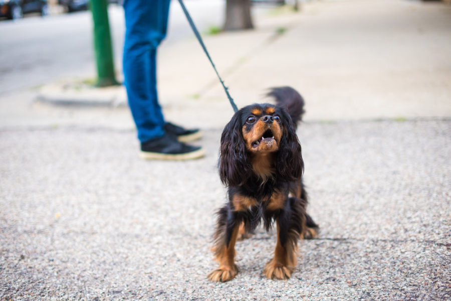 Leash reactive dogs can be hard to understand -- and even harder to train. This article will shed some light on this unwanted behavior, so you're better equipped to handle him next time he "acts out".