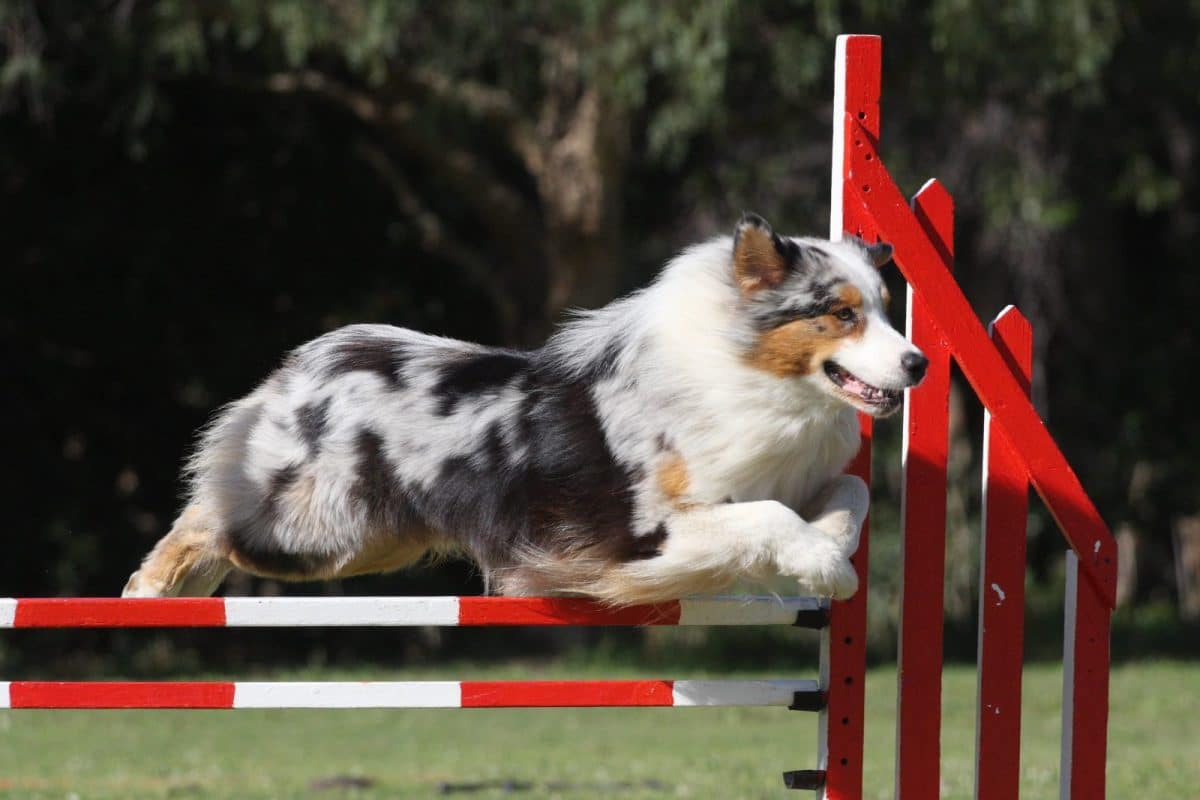 preventing injuries in canine athletes