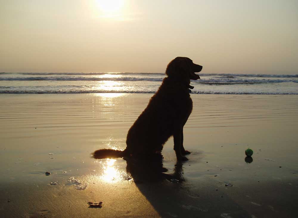 dog chakras