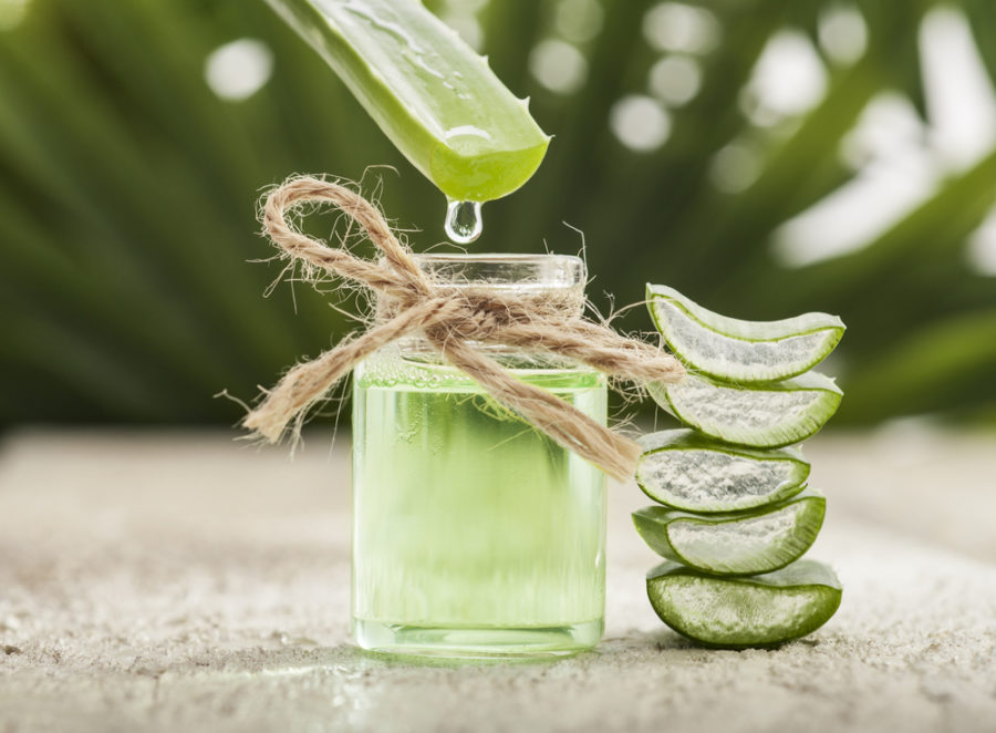 Is aloe vera safe for dogs and cats?