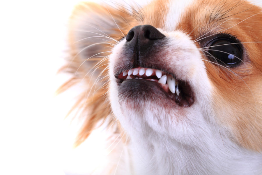 Solving dog aggression with communication