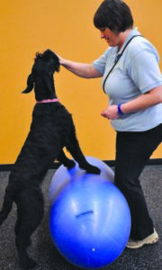 Balance and core muscle strengthening are fundamental to Doglates.
