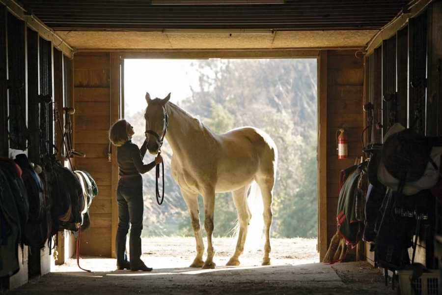 Healthy lungs, healthy horse